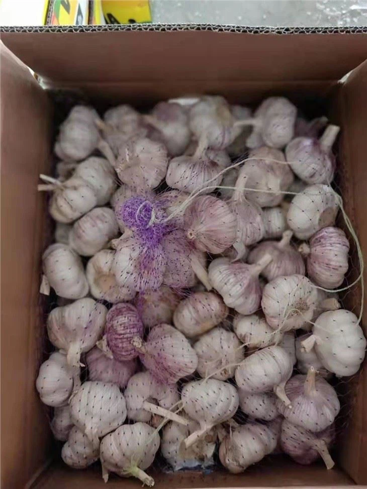 White Garlic 2021 Factory Direct Sale Garlic 10KG Carton Packing
