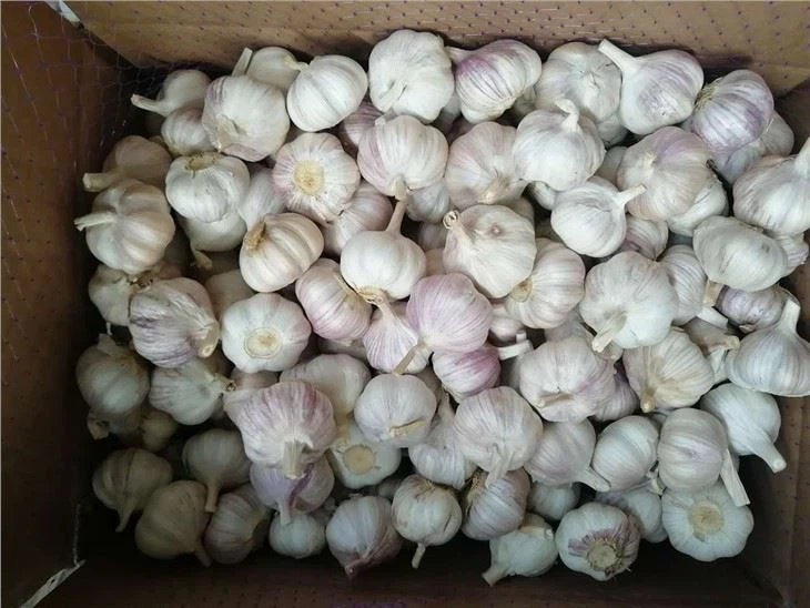 White Garlic 2021 Factory Direct Sale Garlic 10KG Carton Packing